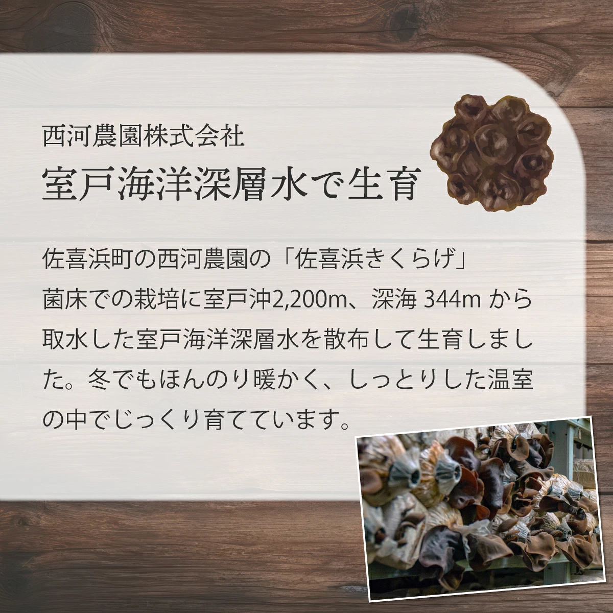 生きくらげ 国産 きくらげ 佃煮 木耳 佐喜浜きくらげ 80g 10袋 800g 800グラム 小分け パック 海洋深層水 野菜 低カロリー 食物繊維 ヘルシー 美容 健康 中華 炒め物