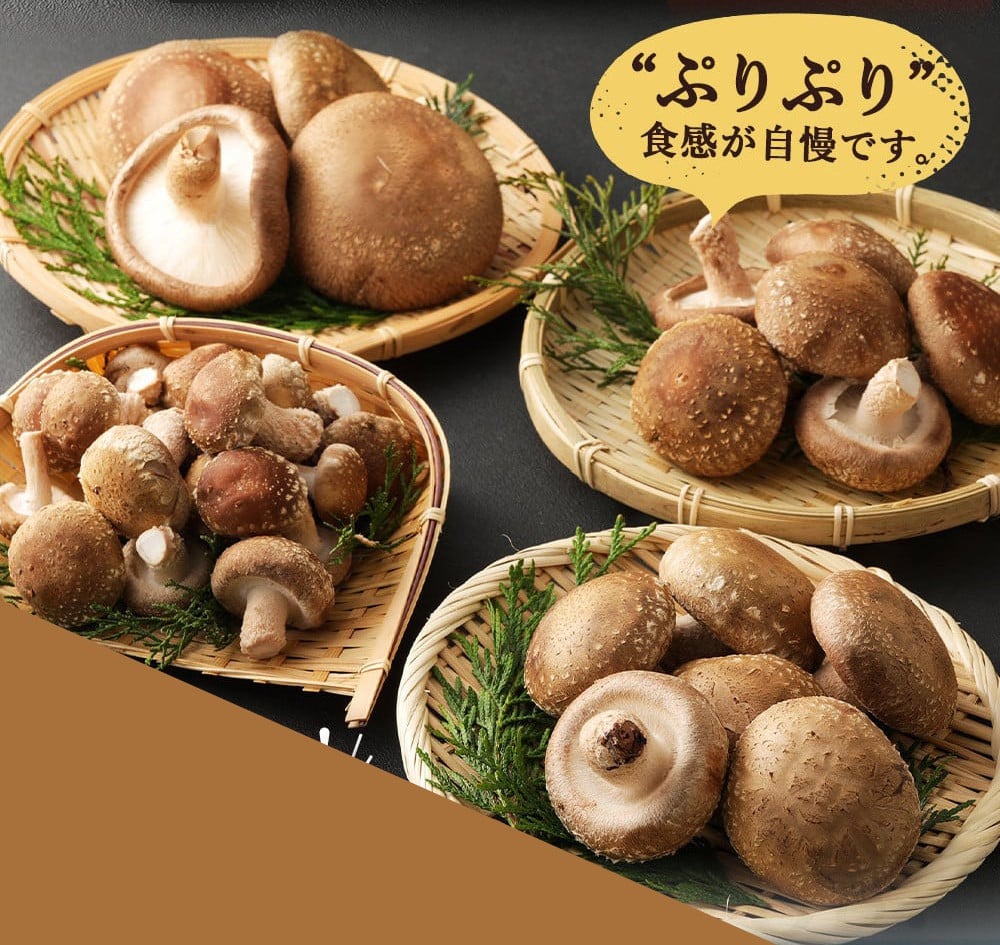 国産 佐喜浜しいたけ 約1㎏ 椎茸 しいたけ 肉厚 うまみ 菌床 きのこ キノコ 調理 料理 ごはん ご飯 10000円以上 1万 高知県