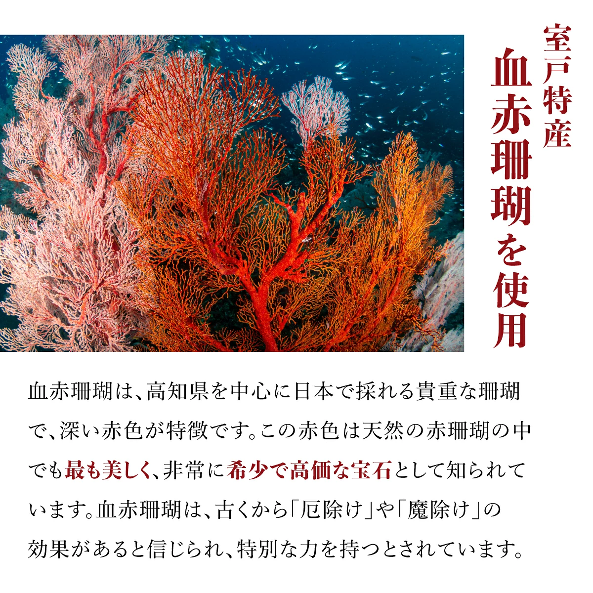 【特級】室戸産赤サンゴ 枝［K14W6アメリカンピアス］| アクセサリー ピアス ジュエリー 珊瑚 赤珊瑚 宝石 サンゴ プレゼント クリスマス バレンタイン カジュアル レディース シンプル 贈答用