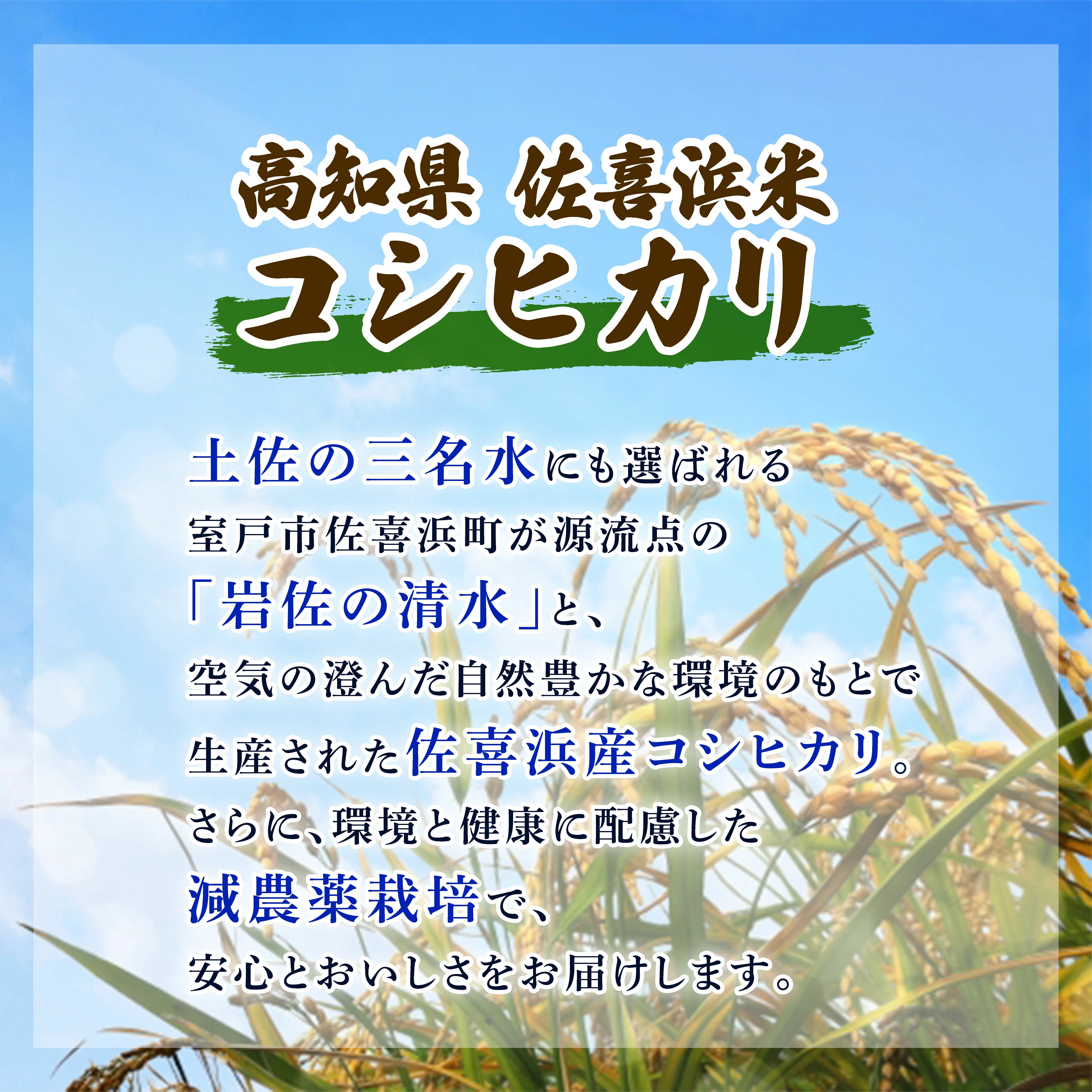 米 5kg 令和7年度産 コシヒカリ こしひかり お米 白米 国産米 高知県 佐喜浜町産 産地直送 おにぎり お弁当 高知県 室戸市