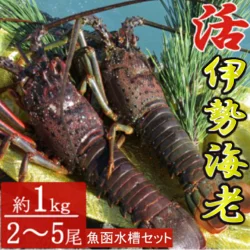 活き伊勢海老 2～5尾 1kg 魚函水槽 セット 伊勢海老 海老 エビ 魚介類 えび魚介 刺身 産地直送 新鮮 海鮮 高知県 室戸市