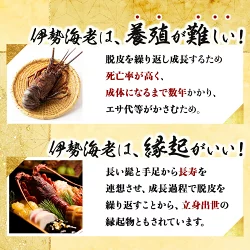 活き伊勢海老 2～5尾 1kg 魚函水槽 セット 伊勢海老 海老 エビ 魚介類 えび魚介 刺身 産地直送 新鮮 海鮮 高知県 室戸市