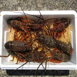 活き伊勢海老 2～5尾 1kg 魚函水槽 セット 伊勢海老 海老 エビ 魚介類 えび魚介 刺身 産地直送 新鮮 海鮮 高知県 室戸市