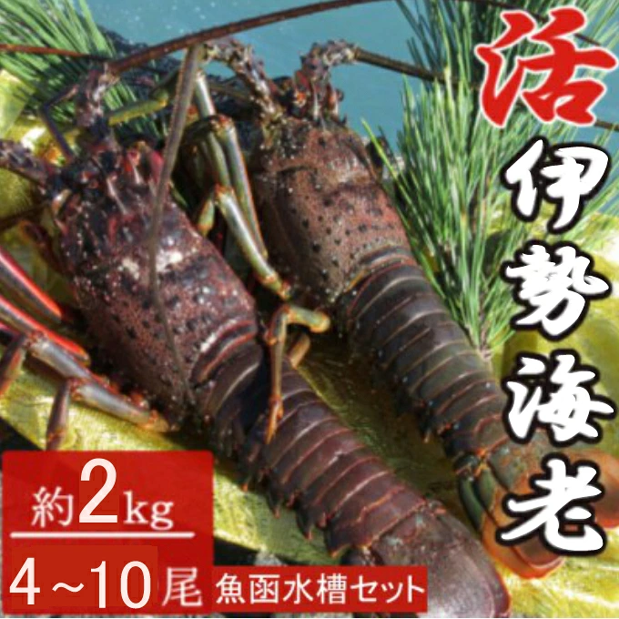 活き伊勢海老 4～10尾 2kg 伊勢海老 海老 魚介類 えび魚介 刺身 産地直送 新鮮 海鮮 高知県 室戸市