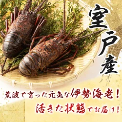 活き伊勢海老 4～10尾 2kg 伊勢海老 海老 魚介類 えび魚介 刺身 産地直送 新鮮 海鮮 高知県 室戸市