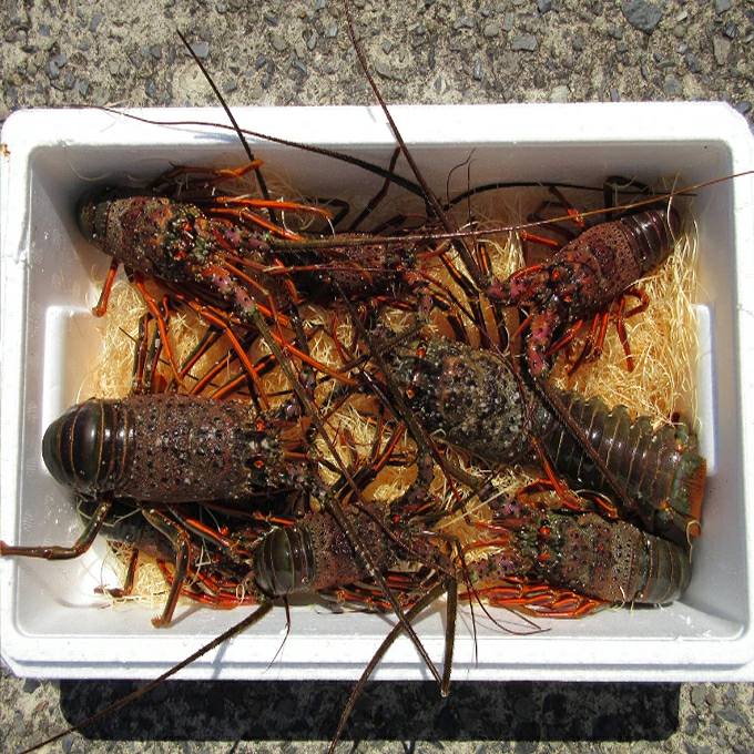 活き伊勢海老 4～10尾 2kg 伊勢海老 海老 魚介類 えび魚介 刺身 産地直送 新鮮 海鮮 高知県 室戸市