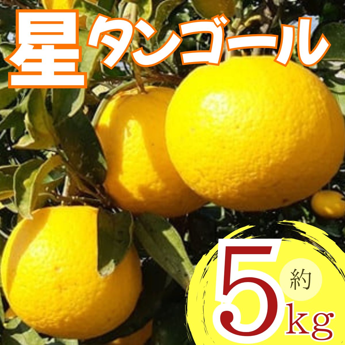【先行予約】 星タンゴール5kg ※4月上旬より出荷開始予定 みかん 柑橘 ミカン mikan オレンジ おれんじ フルーツ 果物 果汁 高知県 高知県室戸市 人気 おすすめ くだもの サマー清見