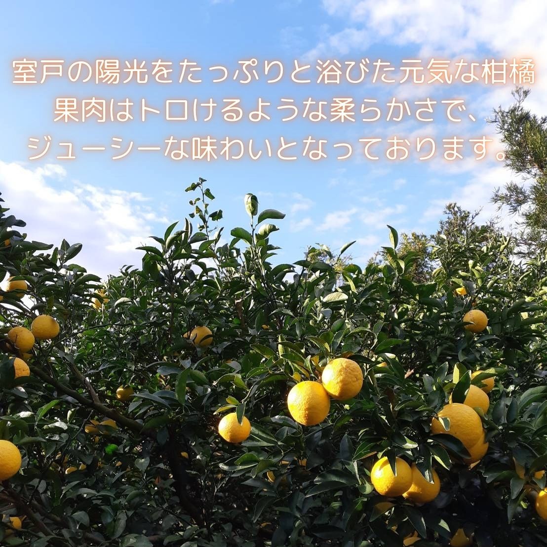 【先行予約】 【訳あり】 星タンゴール４ｋｇ ※4月上旬より出荷開始予定 みかん 柑橘 ミカン オレンジ おれんじ フルーツ 果物 果汁 高知県 高知県室戸市 人気 おすすめ くだもの サマー清見
