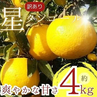 【先行予約】 【訳あり】 星タンゴール４ｋｇ ※4月上旬より出荷開始予定 みかん 柑橘 ミカン オレンジ おれんじ フルーツ 果物 果汁 高知県 高知県室戸市 人気 おすすめ くだもの サマー清見
