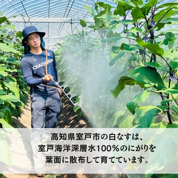 農家直送 白茄子 土佐の美味茄子の新鮮ナス 8本 2kg 野菜 なす ナス 常温 小袋 国産 夏野菜 茄子 小分け 旬 高知