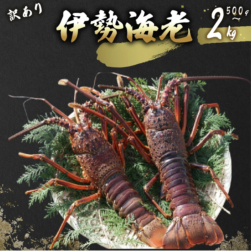 活 伊勢海老 訳あり 1.5kg(5匹＋タビエビ) 冷蔵 活き伊勢海老 訳あり 室戸産 国産 エビ えび 海鮮 魚介 産地直送 プリプリ 味噌汁 刺身 焼き物 汁物 室戸海洋深層水 黒潮 高知県 室戸