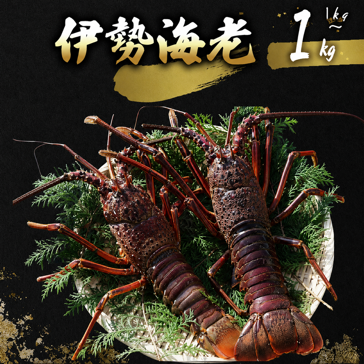 【 先行予約 】 伊勢海老 1kg(3尾~5尾+タビエビ) 冷蔵 活き伊勢海老 室戸産 国産 エビ えび 海鮮 魚介 産地直送 プリプリ 味噌汁 刺身 焼き物 汁物 室戸海洋深層水 黒潮 高知県 室戸