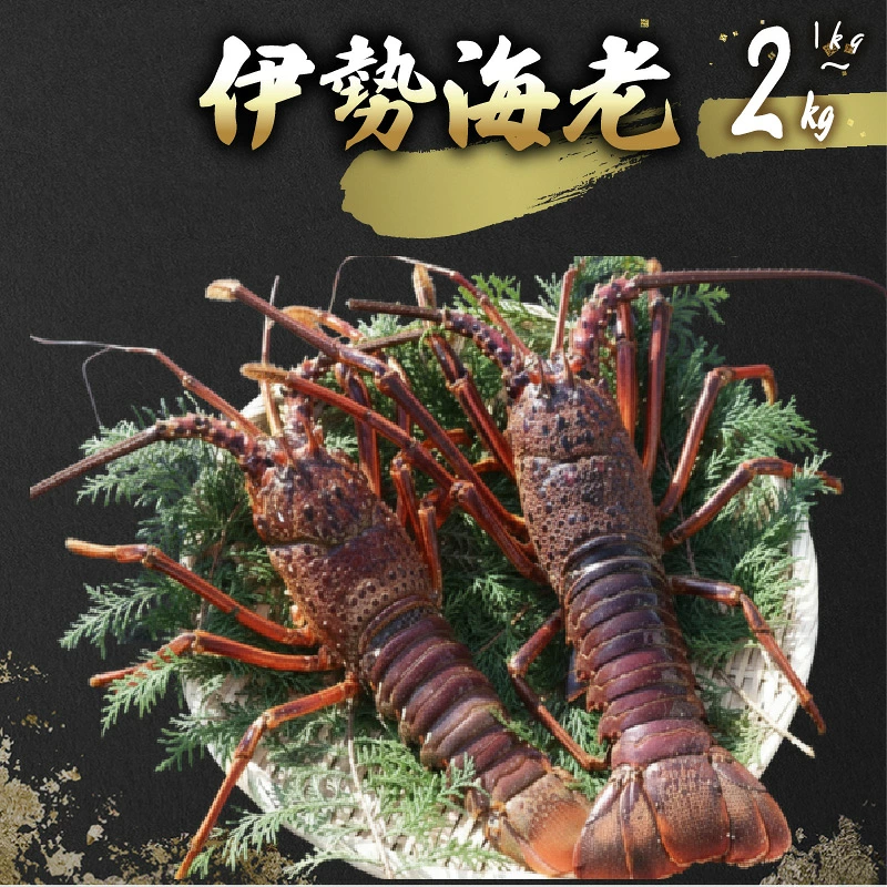 伊勢海老 2kg(5尾~7尾+タビエビ) 冷蔵 活き伊勢海老 室戸産 国産 エビ えび 海鮮 魚介 産地直送 プリプリ 味噌汁 刺身 焼き物 汁物 室戸海洋深層水 黒潮 高知県 室戸市