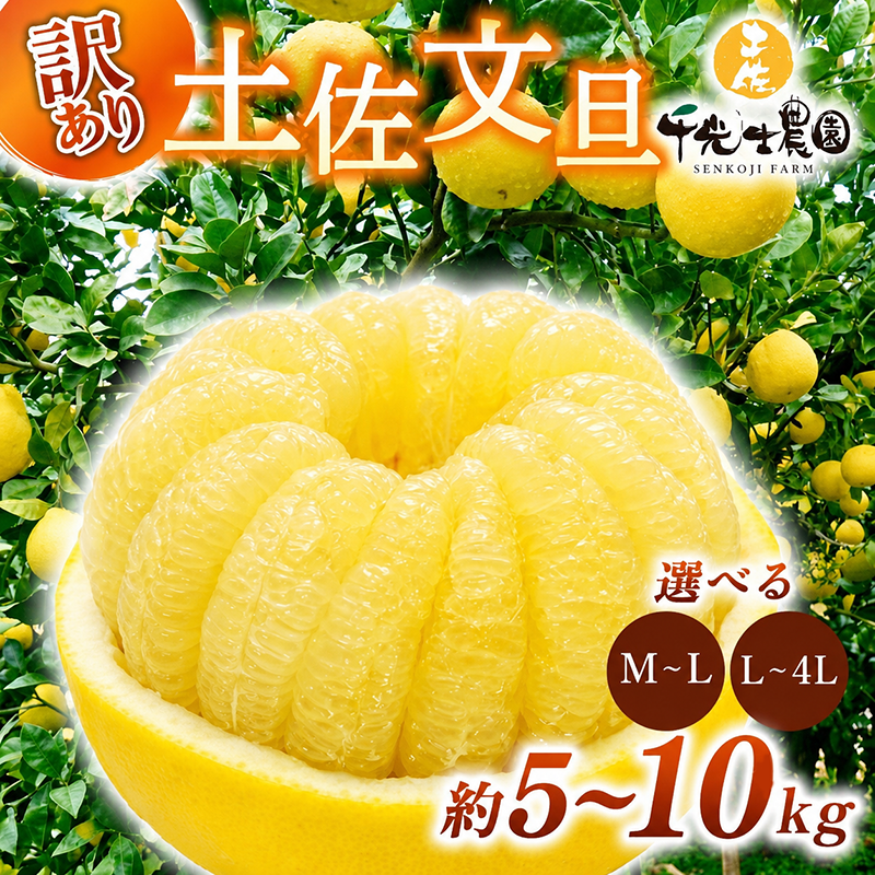 【先行受付】【R9年発送】土佐文旦 M～4L 約5kg 10kg 訳あり 果物 柑橘 みかん 高知県 特産品 贈答用 ギフト 家庭用 フルーツ 旬 果実 千光士農園 爽やか 酸味 甘い 安芸市 高知県