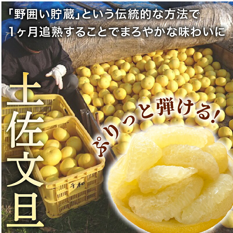 【先行受付】【R9年発送】土佐文旦 M～4L 約5kg 10kg 訳あり 果物 柑橘 みかん 高知県 特産品 贈答用 ギフト 家庭用 フルーツ 旬 果実 千光士農園 爽やか 酸味 甘い 安芸市 高知県