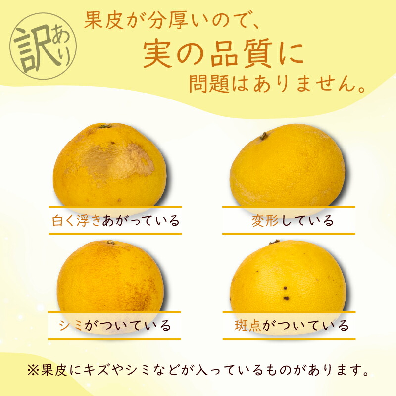 【先行受付】【R9年発送】土佐文旦 M～4L 約5kg 10kg 訳あり 果物 柑橘 みかん 高知県 特産品 贈答用 ギフト 家庭用 フルーツ 旬 果実 千光士農園 爽やか 酸味 甘い 安芸市 高知県