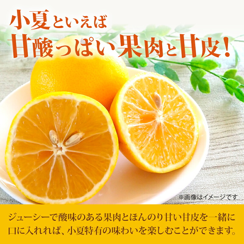 【令和9年産】 小夏 1.5kg 3kg フルーツ 果物 期間限定 旬 柑橘 贈答用 日向夏 デザート 甘酸っぱい 爽やか 初夏 家庭用 産地直送 メリーガーデン 訳あり 家庭用 安芸市 高知県