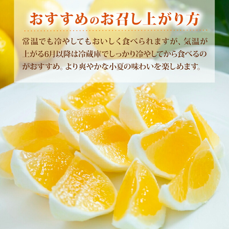 【令和9年産】 小夏 1.5kg 3kg フルーツ 果物 期間限定 旬 柑橘 贈答用 日向夏 デザート 甘酸っぱい 爽やか 初夏 家庭用 産地直送 メリーガーデン 訳あり 家庭用 安芸市 高知県