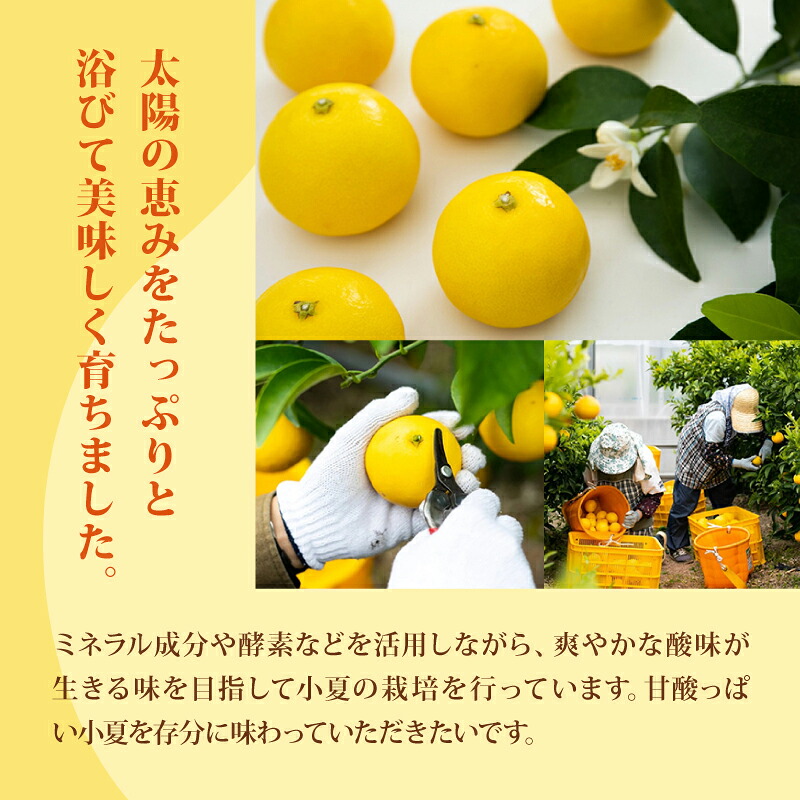 【令和9年産】 小夏 1.5kg 3kg フルーツ 果物 期間限定 旬 柑橘 贈答用 日向夏 デザート 甘酸っぱい 爽やか 初夏 家庭用 産地直送 メリーガーデン 訳あり 家庭用 安芸市 高知県