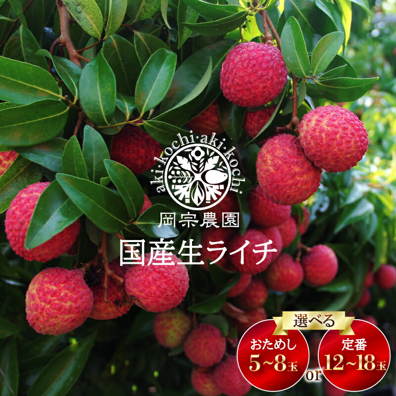 【先行受付開始！令和9年産】 生ライチ 5個～18個 フルーツ 果物 季節限定 数量限定 旬 国産 贈答 ギフト メリーガーデン ジャカパット ワイチ 希少 完熟 大玉 小玉 化粧箱 安芸市 高知県