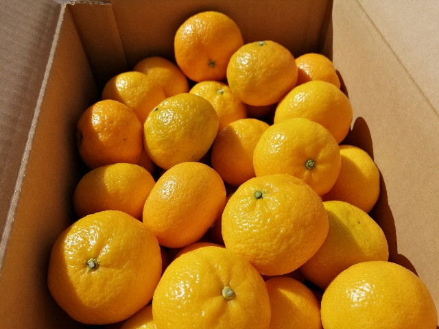 みかん 黄玉 3kg フルーツ 果物 季節限定 旬 柑橘 家庭用 自宅用 ギフト プレゼント 贈答 贈答用 花良治みかん けらじみかん オレンジ デザート スイーツ ゼリー ジャム ケーキ メリーガー