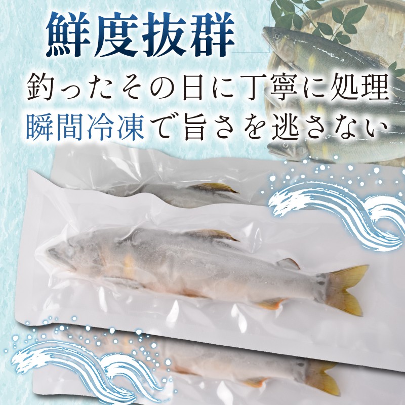 【先行受付】令和8年度産 鮎 約600g