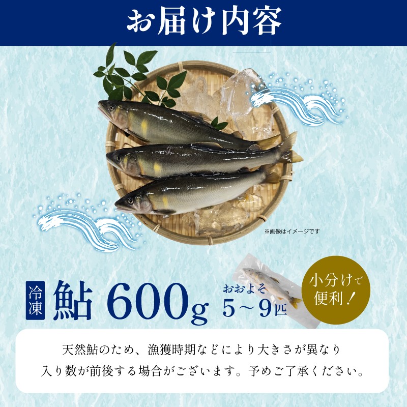 【先行受付】令和8年度産 鮎 約600g