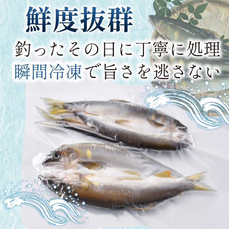 【先行受付】天然友釣り鮎 一夜干し 鮎 16~24尾 4袋 冷凍 アユ 鮎干物 一夜干し 干物 天然鮎 川魚 鮮魚 鮎 あゆ 友釣り鮎 あゆ 期間限定 鮮度抜群 香魚 処理済み 生あゆ 天然 鮎 小分