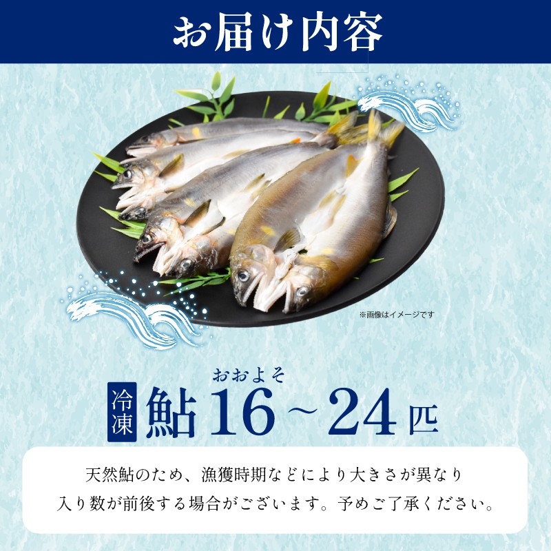 【先行受付】天然友釣り鮎 一夜干し 鮎 16~24尾 4袋 冷凍 アユ 鮎干物 一夜干し 干物 天然鮎 川魚 鮮魚 鮎 あゆ 友釣り鮎 あゆ 期間限定 鮮度抜群 香魚 処理済み 生あゆ 天然 鮎 小分