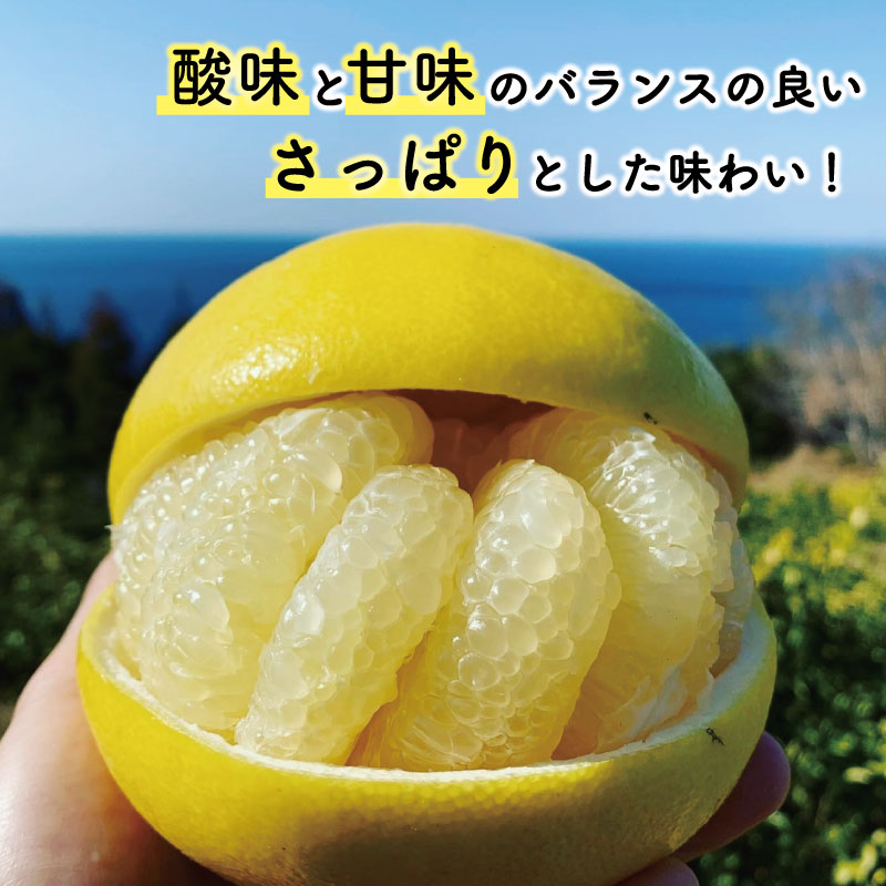 文旦 5kg 贈答用 3Lサイズ 土佐文旦 みかん 蜜柑 ぶんたん ブンタン 柑橘 フルーツ 冬 旬 果物 果物類 新鮮 お裾分け デザート おやつ 産地直送 送料無料 贈答 贈り物 ギフト 冬ギフト