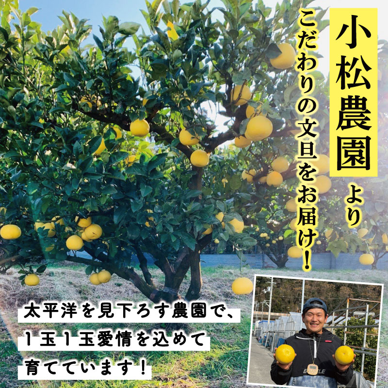 文旦 5kg 贈答用 3Lサイズ 土佐文旦 みかん 蜜柑 ぶんたん ブンタン 柑橘 フルーツ 冬 旬 果物 果物類 新鮮 お裾分け デザート おやつ 産地直送 送料無料 贈答 贈り物 ギフト 冬ギフト
