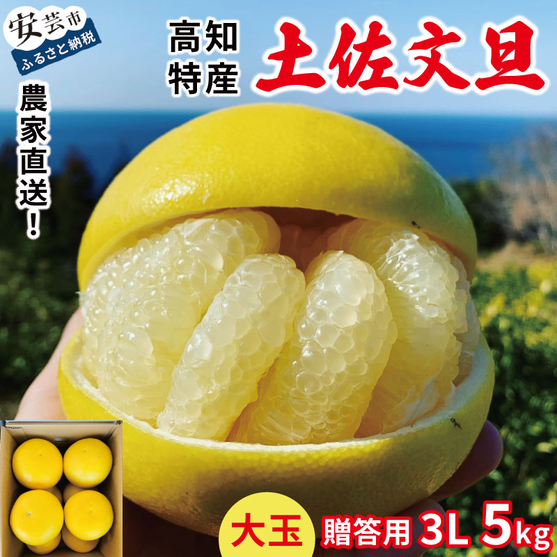 文旦 5kg 贈答用 3Lサイズ 土佐文旦 みかん 蜜柑 ぶんたん ブンタン 柑橘 フルーツ 冬 旬 果物 果物類 新鮮 お裾分け デザート おやつ 産地直送 送料無料 贈答 贈り物 ギフト 冬ギフト