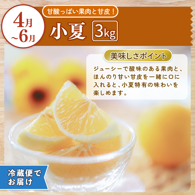 【 年4回 旬のフルーツ定期便 】旬の果物を4回お届け / ライチ 土佐文旦 マンゴー 小夏