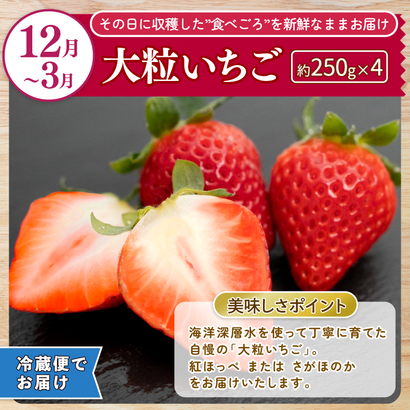 【 5回 定期便 】フルーツ定期便 A