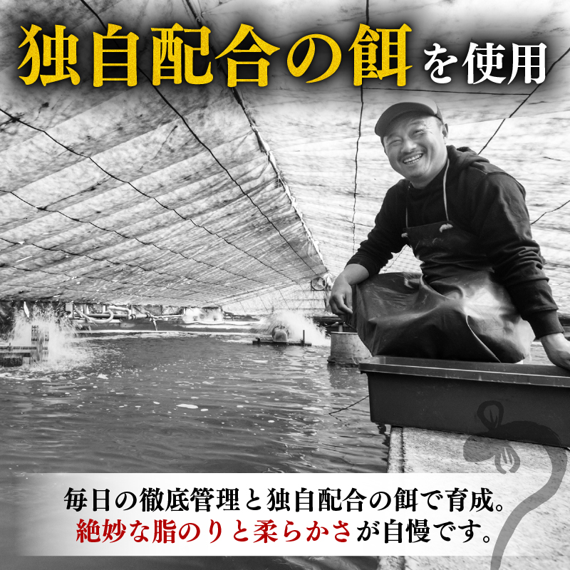 完全無投薬 うなぎ蒲焼 定期便 計10尾 ( 220g × 2尾 × 5回 )