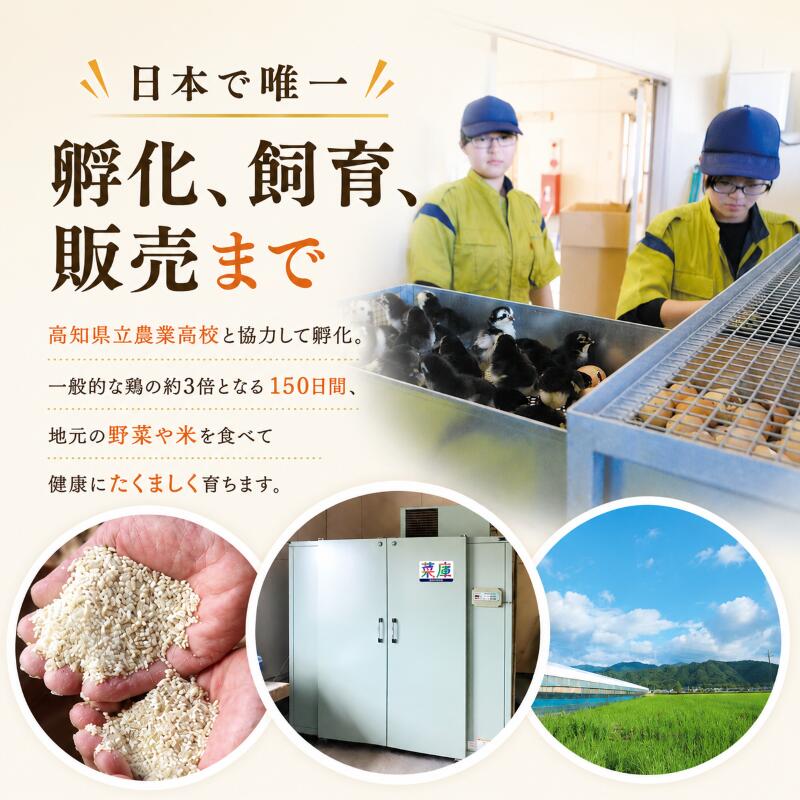 ごめんケンカシャモ焼き肉セット 4人前 BBQ バーベキュー キャンプ アウトドア 冷凍 シャモ 国産鶏肉 チキン とりにく 鶏肉 おすすめ 純血種 大軍鶏 ギフト 贈答 高知県 南国市 GS003