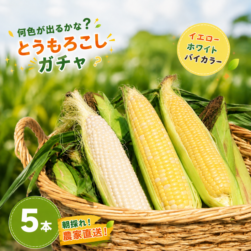 【先行予約】【2026年11月~順次発送】秋採れ 南国フルーツコーンガチャ 5本 (イエロー,ホワイト ,バイカラーからランダム)  ゴールドラッシュ とうもろこし トウモロコシ おまかせ 朝採れ 農家直送 NK022