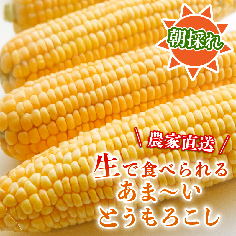 【先行予約】【2026年11月~順次発送】秋採れ フルーツコーン福袋 10本 (イエロー,ホワイト,バイカラーからランダム)  ゴールドラッシュ とうもろこし トウモロコシ おまかせ 朝採れ 農家直送 高知県 南国市 NK023