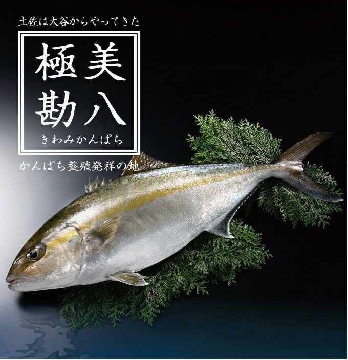 カンパチ 勘八 1節～2節 セット | 極美勘八 人気 高級 魚 産地直送 かんぱち しゃぶしゃぶ 鍋 照り焼き 刺し身 刺身 さしみ 生 冷蔵 高知県 須崎市