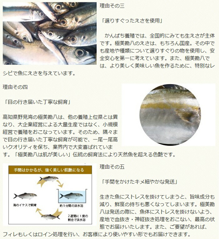 カンパチ 勘八 1節~2節 セット | 極美勘八 人気 高級 魚 産地直送 かんぱち しゃぶしゃぶ 鍋 照り焼き 刺し身 刺身 さしみ 生 冷蔵 高知県 須崎市