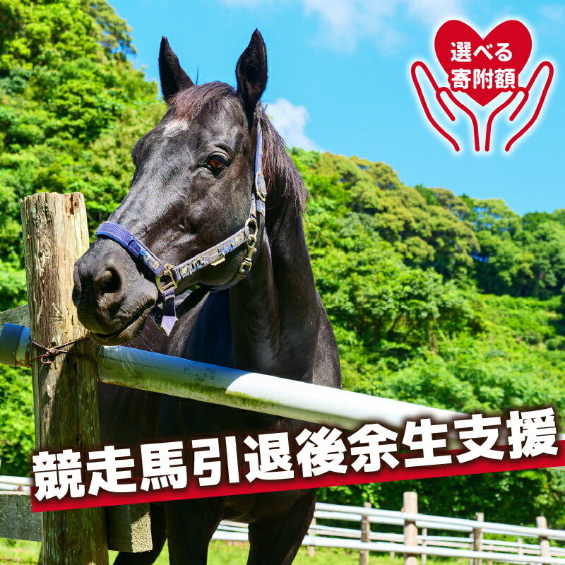 競走馬 支援 2000円～1万円 コース 黒潮友馬会応援 特典 ポストカード 競馬 サラブレッド 引退 高知県 須崎市 選べる 寄付額 引退 余生支援