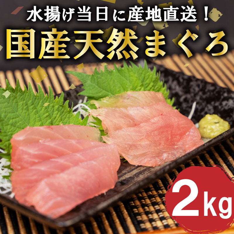 国産 天然 マグロ 2kg 産地直送 冷蔵 鮪 刺身 用 お 刺し身 新鮮 海鮮 生 魚 魚介類 国産マグロ 海鮮丼 惣菜 おかず 冷蔵マグロ ふるさと納税まぐろ ふるさと納税鮪 TY0241-2x