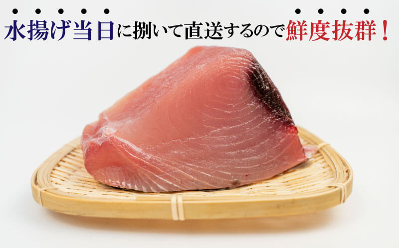 国産 天然 マグロ 2kg 産地直送 冷蔵 鮪 刺身 用 お 刺し身 新鮮 海鮮 生 魚 魚介類 国産マグロ 海鮮丼 惣菜 おかず 冷蔵マグロ ふるさと納税まぐろ ふるさと納税鮪 TY0241-2x