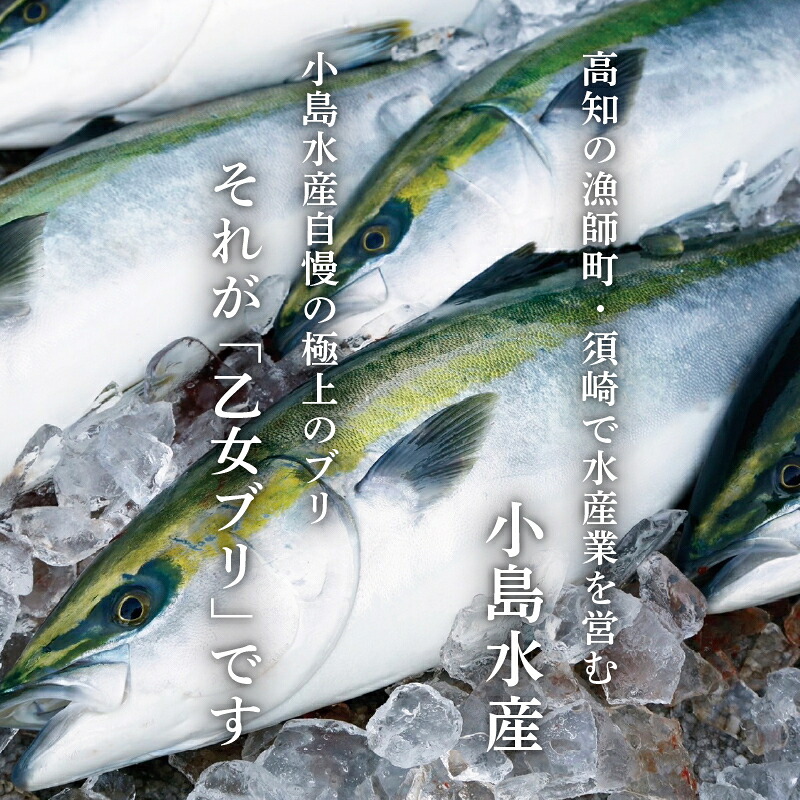 【 スピード配送 】乙女 ブリ 1本 4~5kg ( 下処理有 )丸ごと一本 ブランド 新鮮 鰤 ぶり ブリ 冷蔵 新鮮 ブリ しゃぶ ブリ鍋 鍋 刺身 高知県 須崎市 高知 鰤 年末 正月 KS03