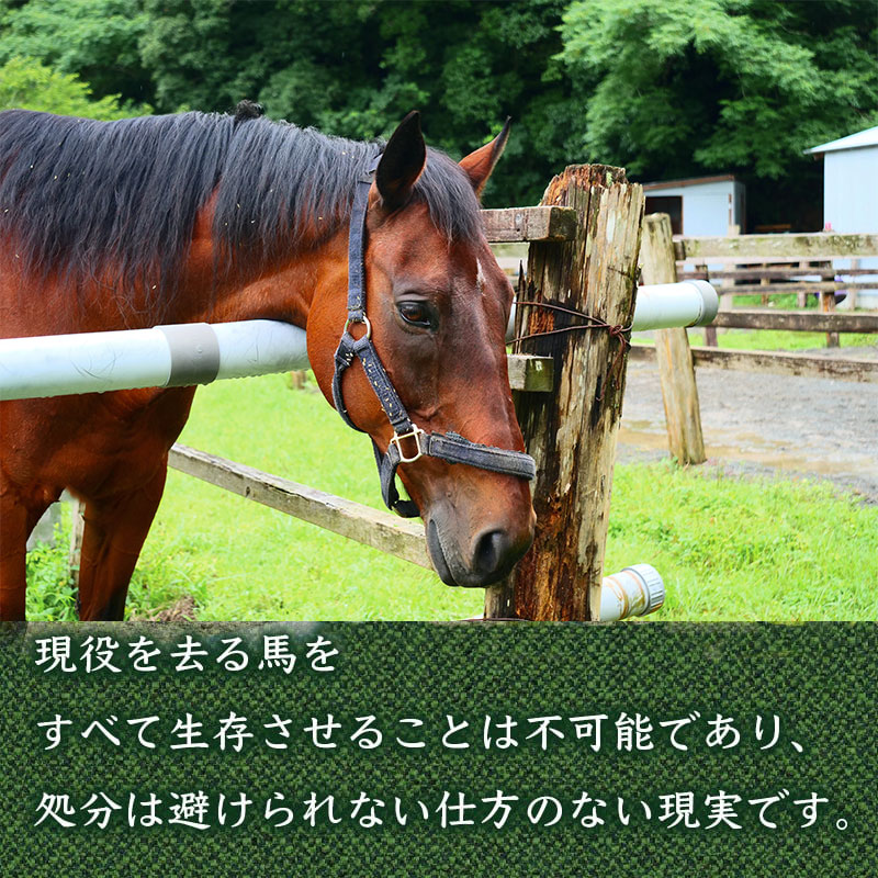 競走馬 支援 1万円 コース 黒潮友馬会応援 競馬 馬 うま 引退場 引退馬 応援 サポート しえん けいば サラブレッド 引退 余生 馬支援 動物 どうぶつ 牧場 高知県 須崎市