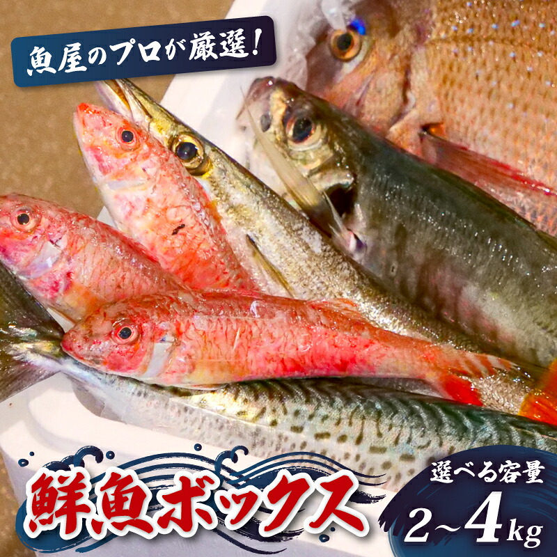 鮮魚BOX 2 ~ 4kg 刺身 刺し身 旬 海鮮 鮮魚 魚介 焼き 煮付け 炙り カルパッチョ 寿司 丼 おつまみ おかず ご飯に合う 米に合う コメに合う 家庭用 父の日 高級 冷蔵 高知県 須崎市 土佐