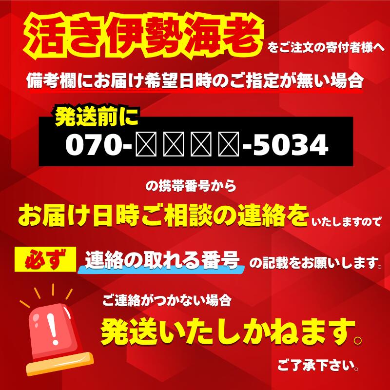 活き伊勢海老 600g~1.6kg 活 伊勢海老 エビ いせえび 人気伊勢海老 伊勢海老刺身 生き 特大 活魚 高級 鮮魚 海鮮 魚介 刺身 お造り 焼き物 汁物 BBQ おつまみ 国産 伊勢海老国産 人気