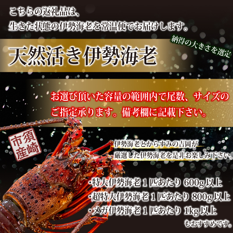 活き伊勢海老 600g~1.6kg 活 伊勢海老 エビ いせえび 人気伊勢海老 伊勢海老刺身 生き 特大 活魚 高級 鮮魚 海鮮 魚介 刺身 お造り 焼き物 汁物 BBQ おつまみ 国産 伊勢海老国産 人気