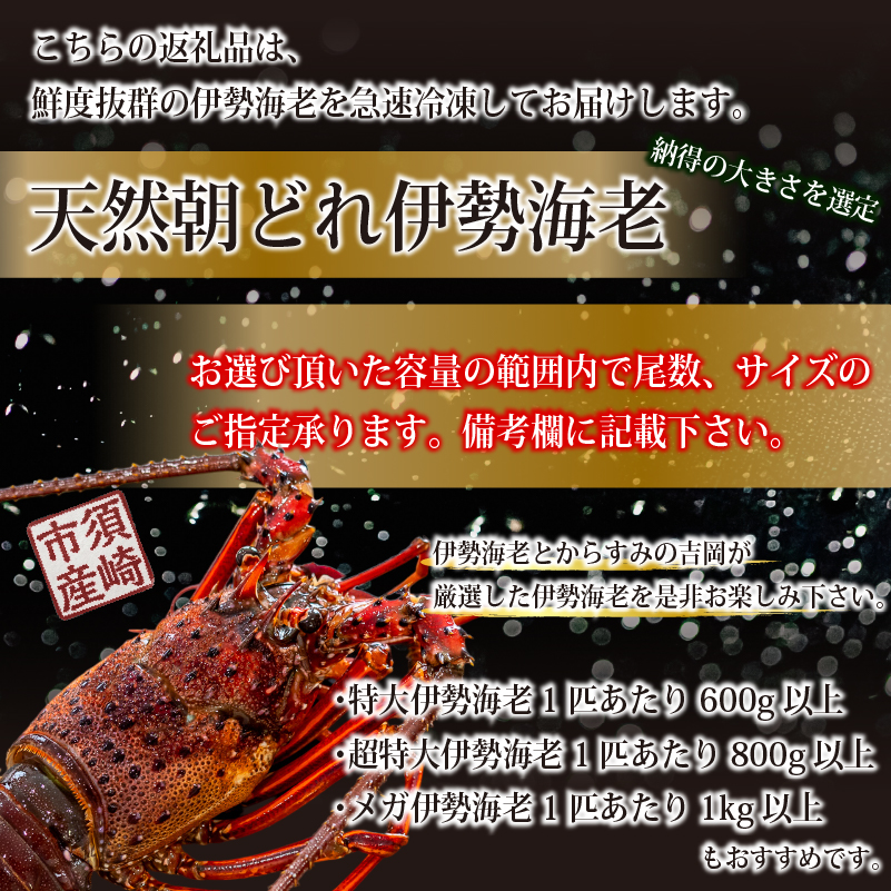 朝どれ 天然 伊勢海老 350～450g 伊勢海老 エビ いせえび 人気伊勢海老 伊勢海老刺身 生き 特大 活魚 高級 鮮魚 海鮮 魚介 刺身 お造り 焼き物 汁物 おつまみ 国産 伊勢海老国産 活