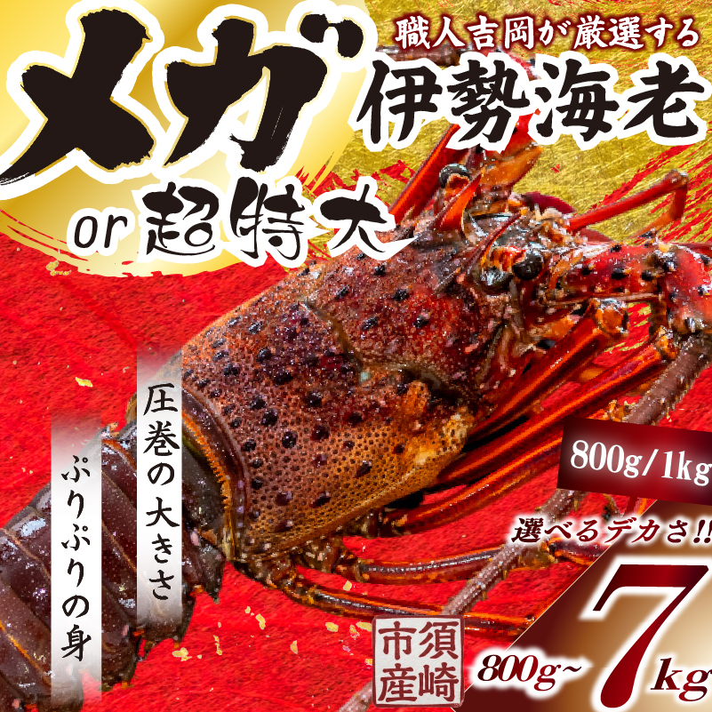 メガ 超特大 伊勢海老 1匹~7匹 伊勢海老 エビ いせえび 人気伊勢海老 伊勢海老刺身 生き 活魚 高級 鮮魚 海鮮 魚介 刺身 お造り 焼き物 汁物 BBQ 魚介類 おつまみ 国産 伊勢海老国産 人気 便 活